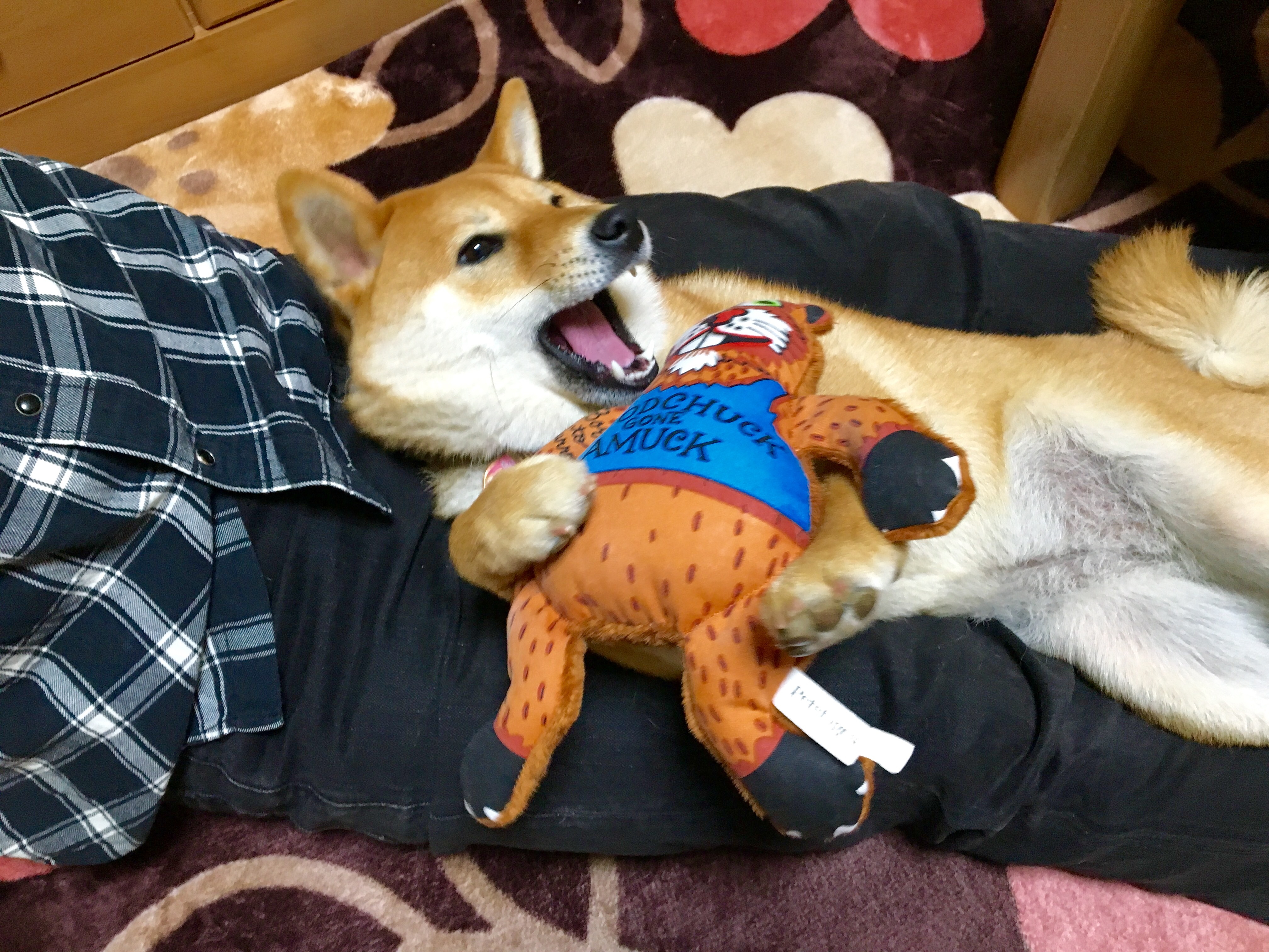 どんぐりちゃん(1枚目)