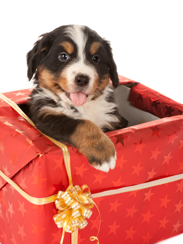 動物,犬,猫,しつけ,飼い方,育て方,病気,健康