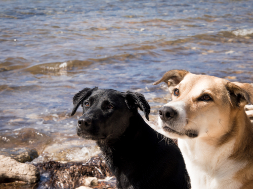動物,犬,猫,しつけ,飼い方,育て方,病気,健康