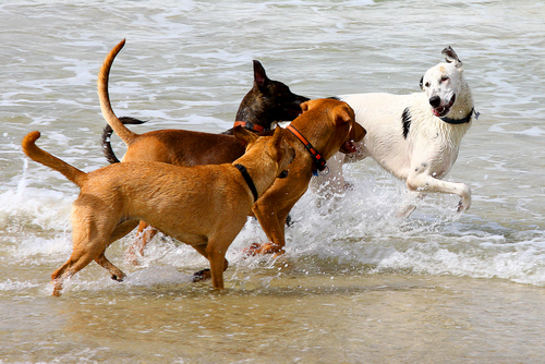 動物,犬,猫,しつけ,飼い方,育て方,病気,健康