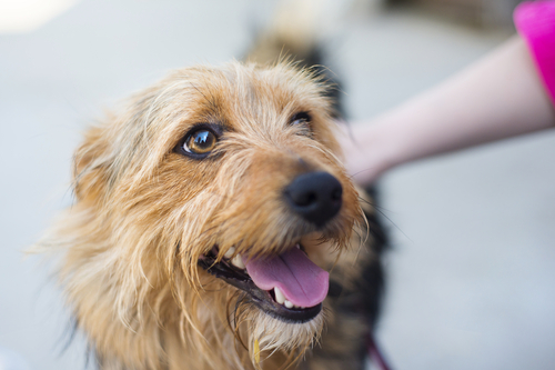 動物,犬,猫,しつけ,飼い方,育て方,病気,健康