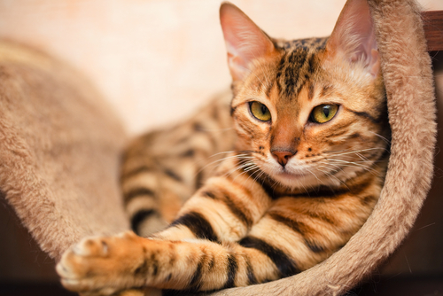 動物,犬,猫,しつけ,飼い方,育て方,病気,健康