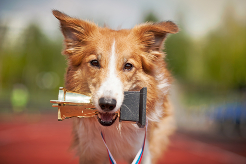 動物,犬,猫,しつけ,飼い方,育て方,病気,健康