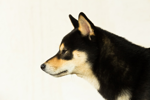 動物,犬,猫,しつけ,飼い方,育て方,病気,健康