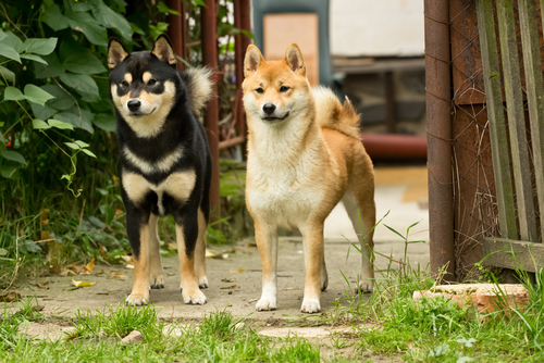 動物,犬,猫,しつけ,飼い方,育て方,病気,健康