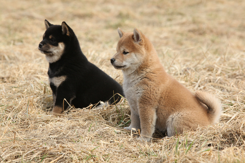 動物,犬,猫,しつけ,飼い方,育て方,病気,健康