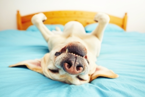 動物,犬,猫,しつけ,飼い方,育て方,病気,健康