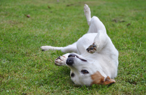 動物,犬,猫,しつけ,飼い方,育て方,病気,健康