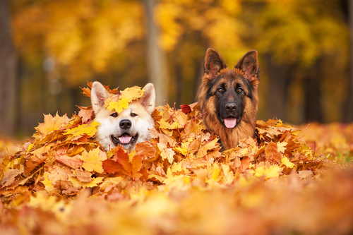 動物,犬,猫,しつけ,飼い方,育て方,病気,健康
