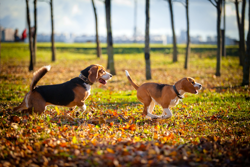 動物,犬,猫,しつけ,飼い方,育て方,病気,健康