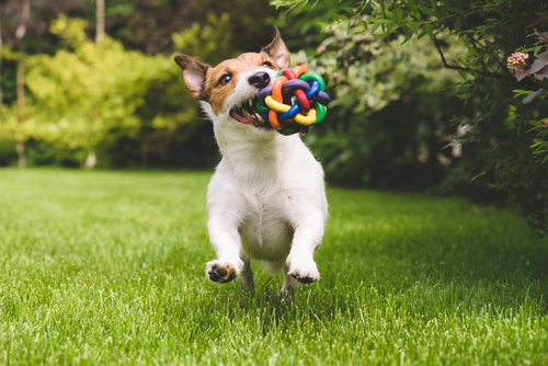 動物,犬,猫,しつけ,飼い方,育て方,病気,健康