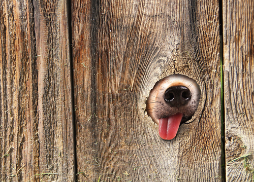 動物,犬,猫,しつけ,飼い方,育て方,病気,健康