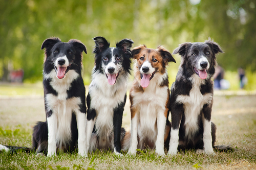 動物,犬,猫,しつけ,飼い方,育て方,病気,健康