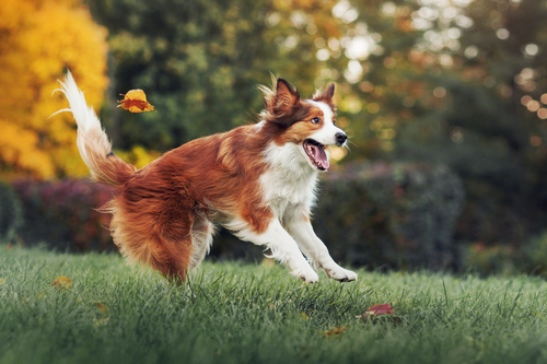 動物,犬,猫,しつけ,飼い方,育て方,病気,健康