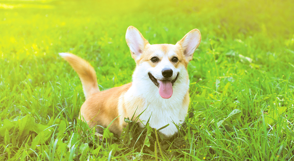 動物,犬,猫,しつけ,飼い方,育て方,病気,健康