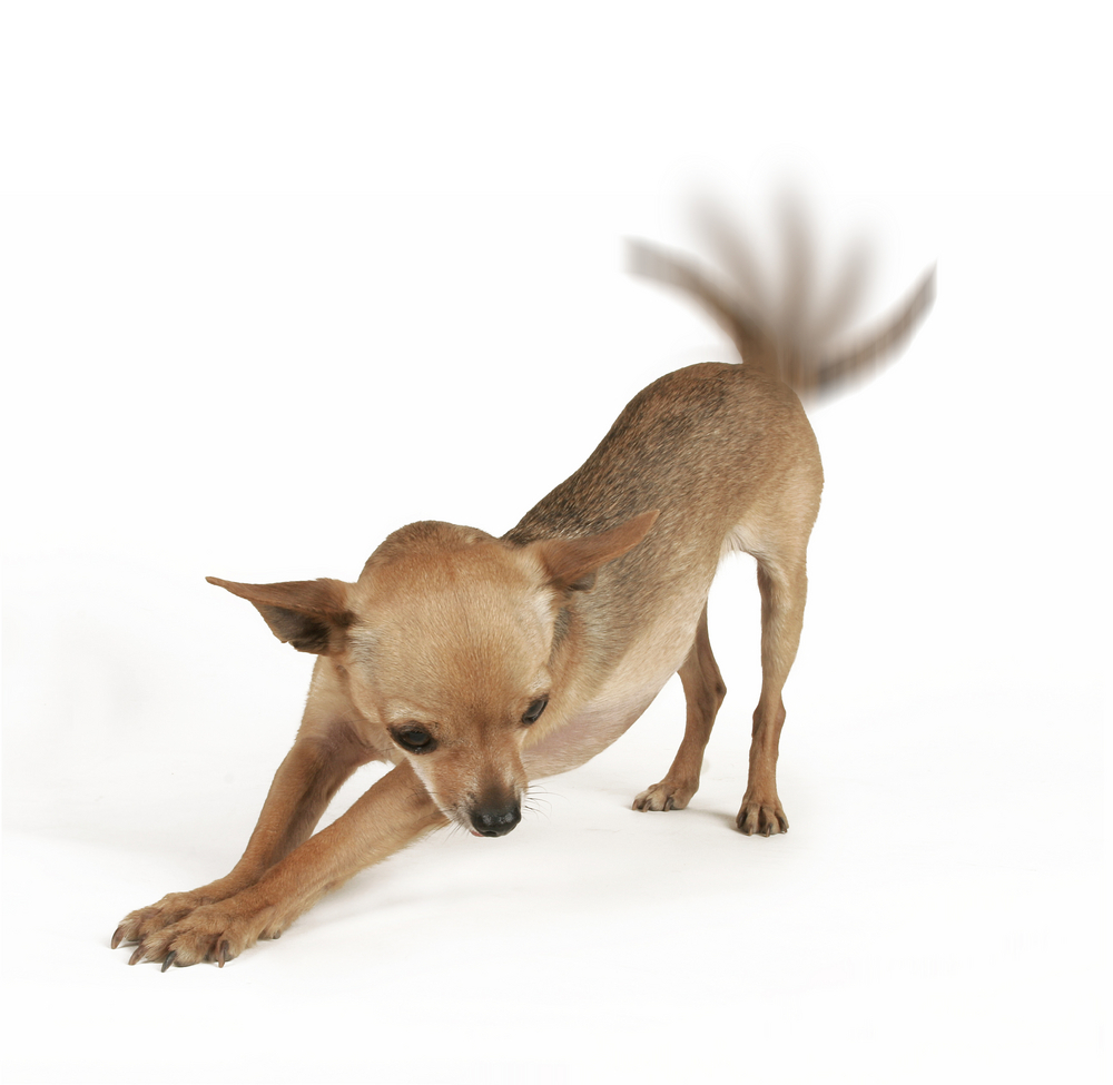 動物,犬,猫,しつけ,飼い方,育て方,病気,健康