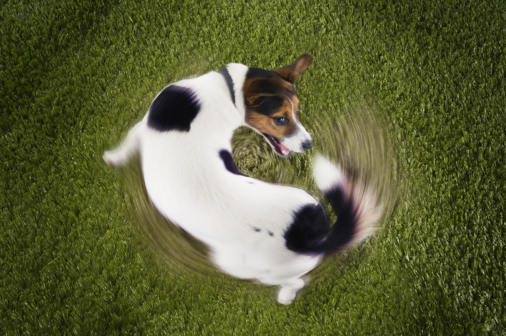 動物,犬,猫,しつけ,飼い方,育て方,病気,健康