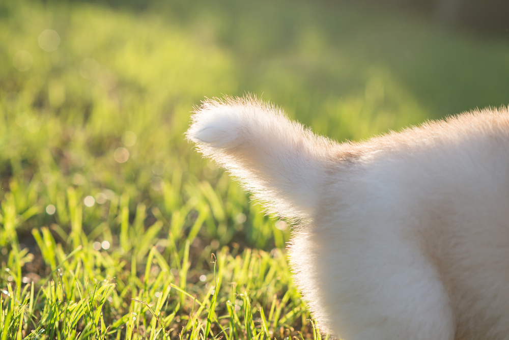 動物,犬,猫,しつけ,飼い方,育て方,病気,健康