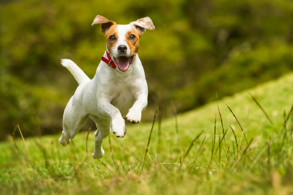 動物,犬,猫,しつけ,飼い方,育て方,病気,健康