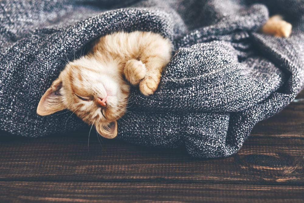 動物,犬,猫,しつけ,飼い方,育て方,病気,健康