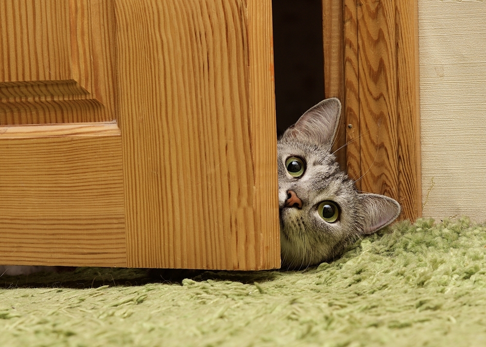 動物,犬,猫,しつけ,飼い方,育て方,病気,健康