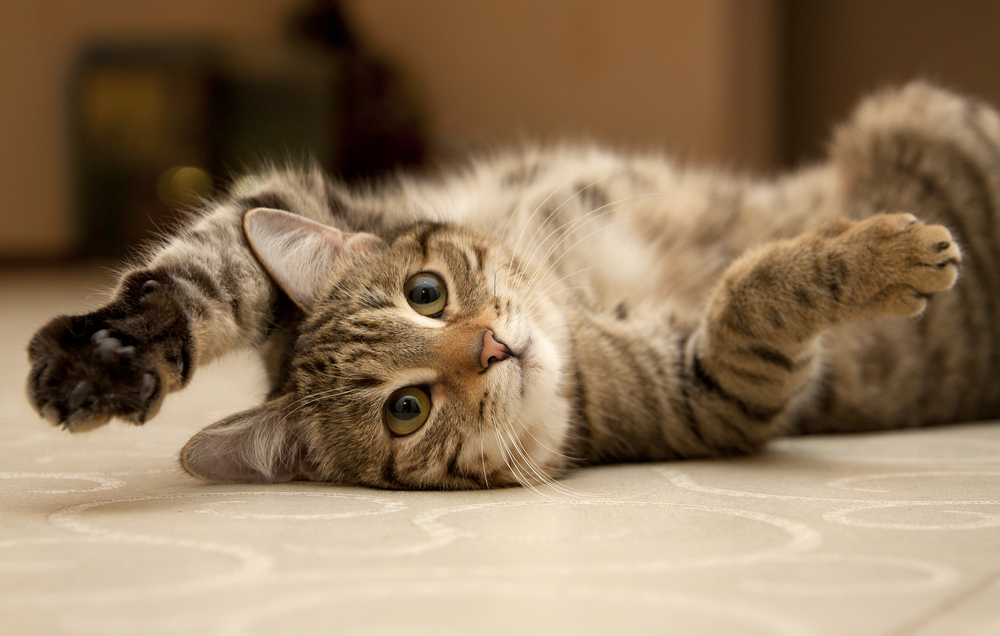動物,犬,猫,しつけ,飼い方,育て方,病気,健康