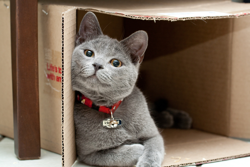 動物,犬,猫,しつけ,飼い方,育て方,病気,健康