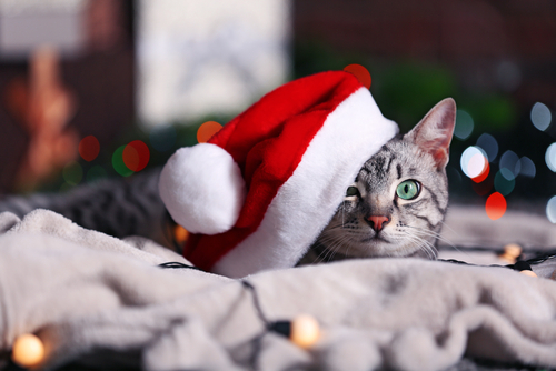 動物,犬,猫,しつけ,飼い方,育て方,病気,健康
