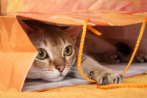 動物,犬,猫,しつけ,飼い方,育て方,病気,健康