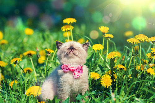 動物,犬,猫,しつけ,飼い方,育て方,病気,健康
