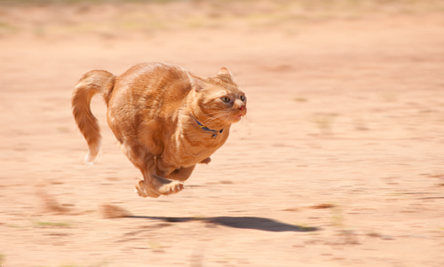 動物,犬,猫,しつけ,飼い方,育て方,病気,健康