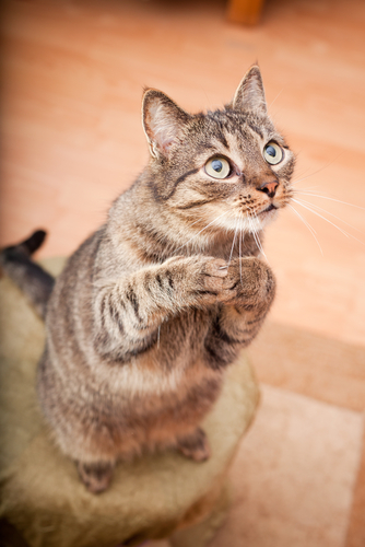 動物,犬,猫,しつけ,飼い方,育て方,病気,健康