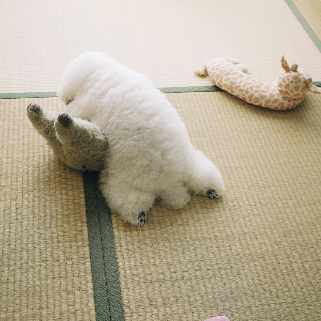動物,犬,猫,しつけ,飼い方,育て方,病気,健康