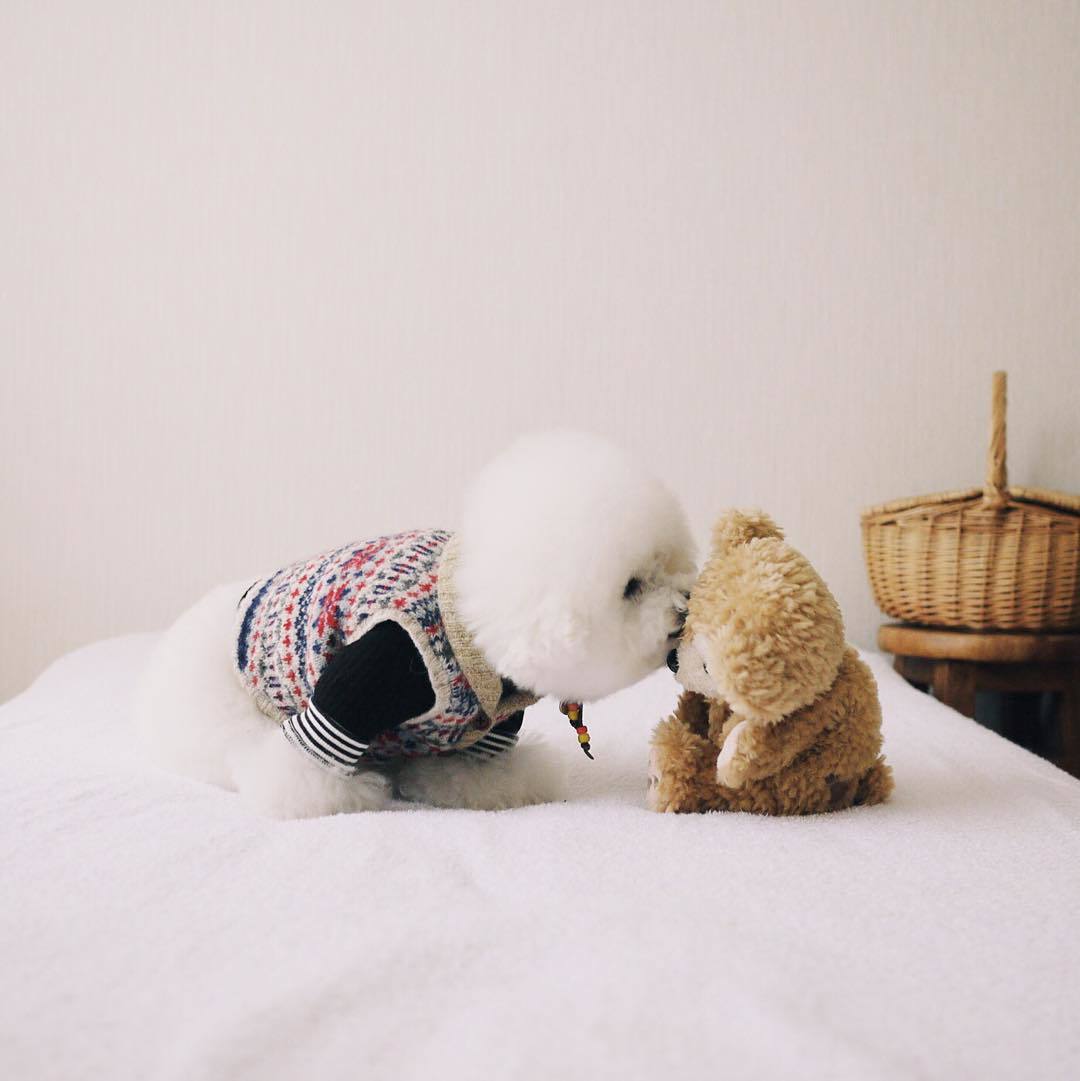 動物,犬,猫,しつけ,飼い方,育て方,病気,健康