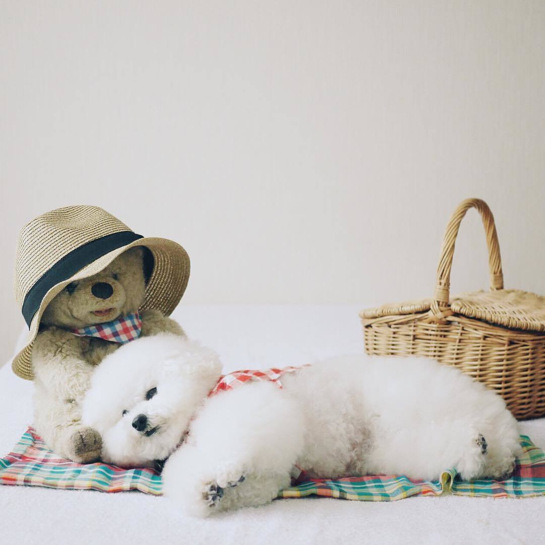 動物,犬,猫,しつけ,飼い方,育て方,病気,健康