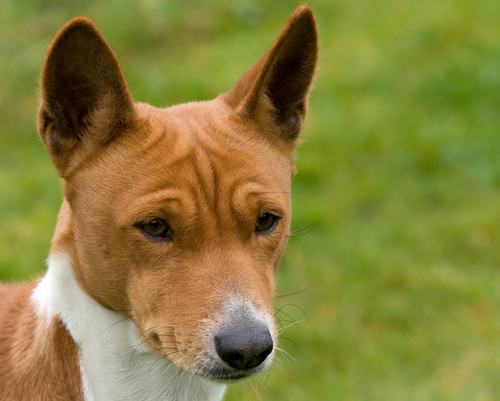 動物,犬,猫,しつけ,飼い方,育て方,病気,健康