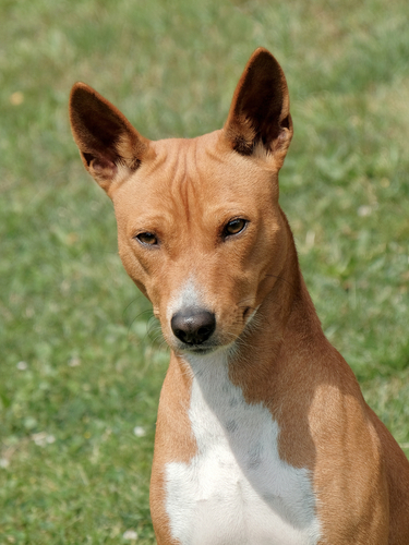 動物,犬,猫,しつけ,飼い方,育て方,病気,健康