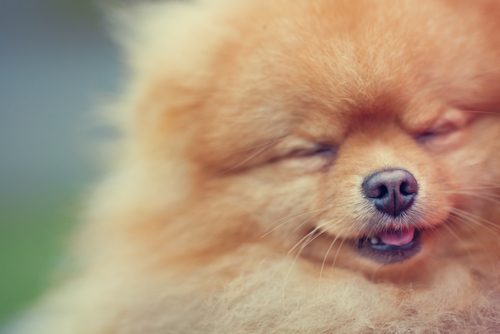 動物,犬,猫,しつけ,飼い方,育て方,病気,健康
