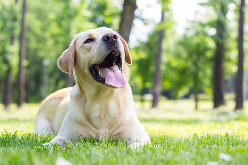 動物,犬,猫,しつけ,飼い方,育て方,病気,健康