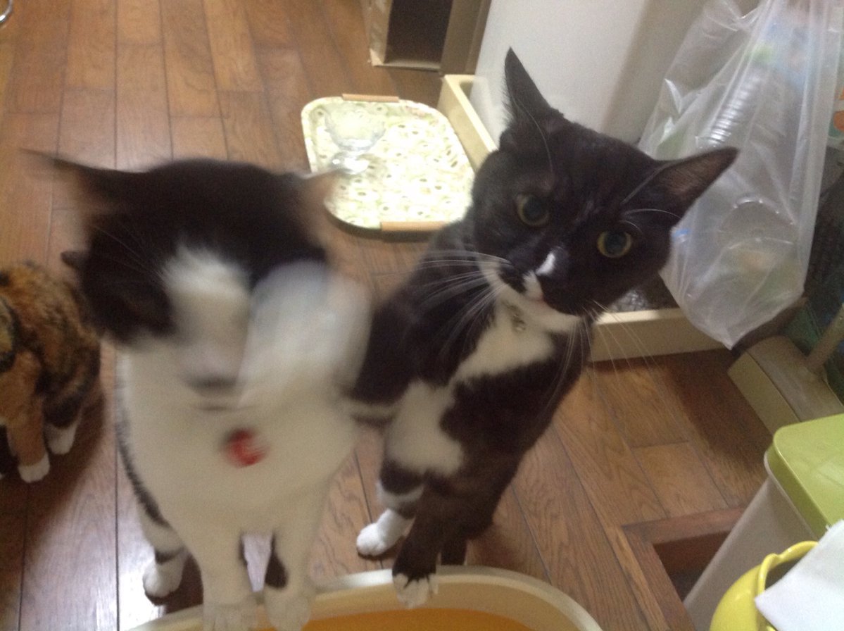 動物,犬,猫,しつけ,飼い方,育て方,病気,健康