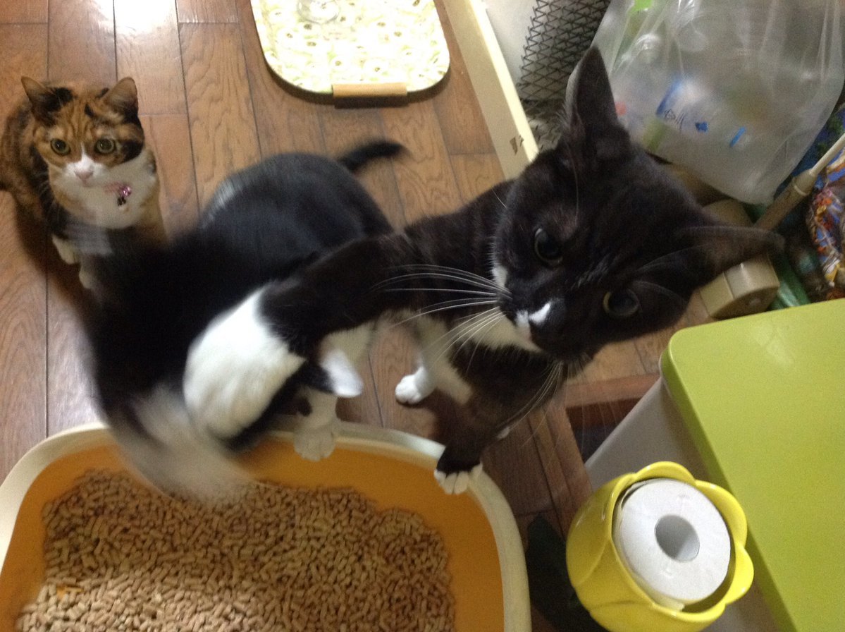 動物,犬,猫,しつけ,飼い方,育て方,病気,健康