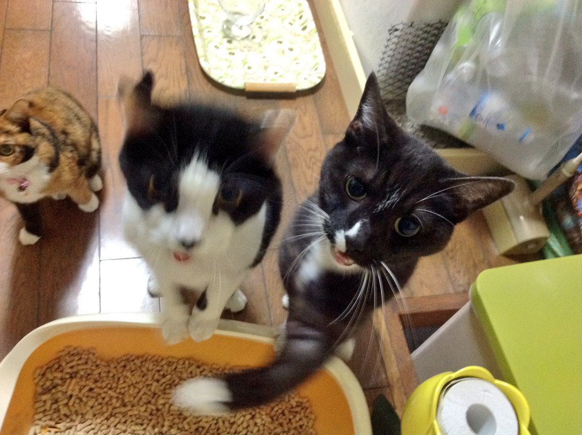動物,犬,猫,しつけ,飼い方,育て方,病気,健康