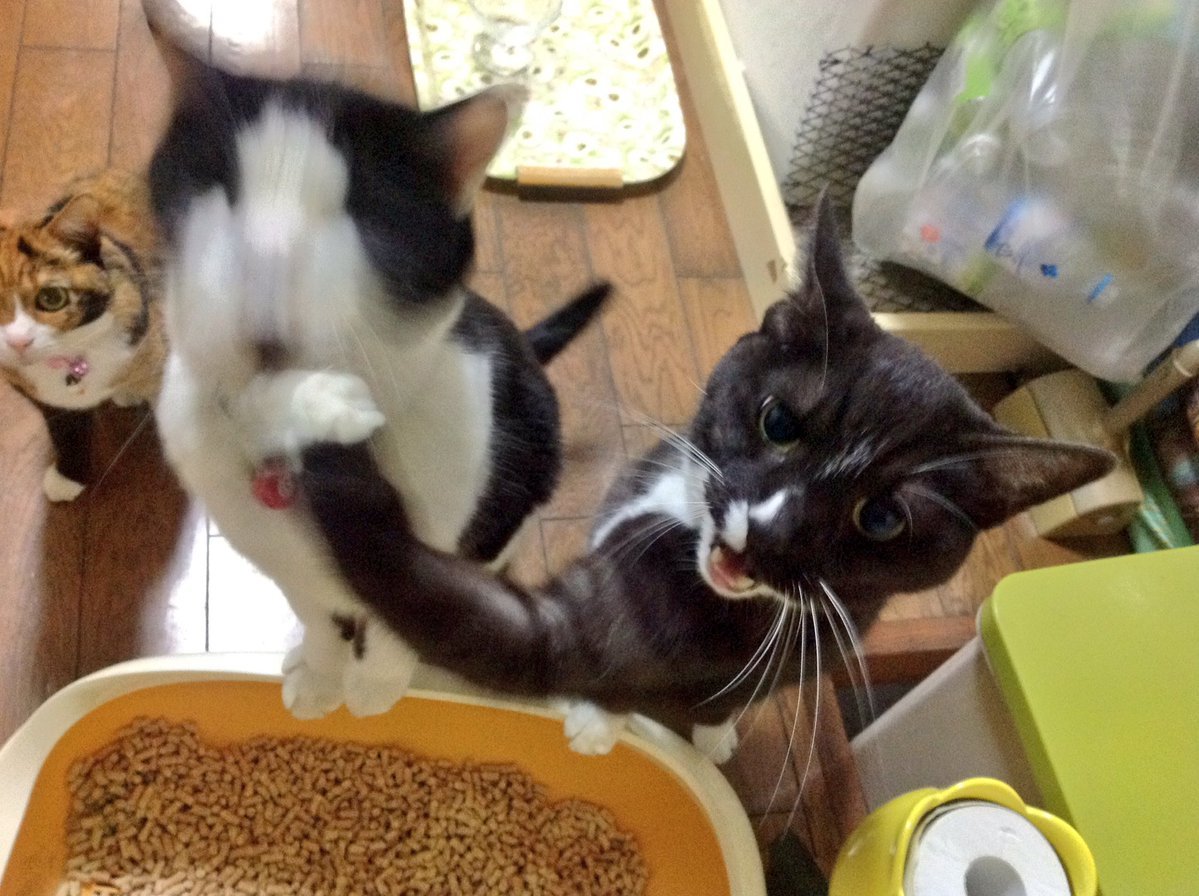 動物,犬,猫,しつけ,飼い方,育て方,病気,健康