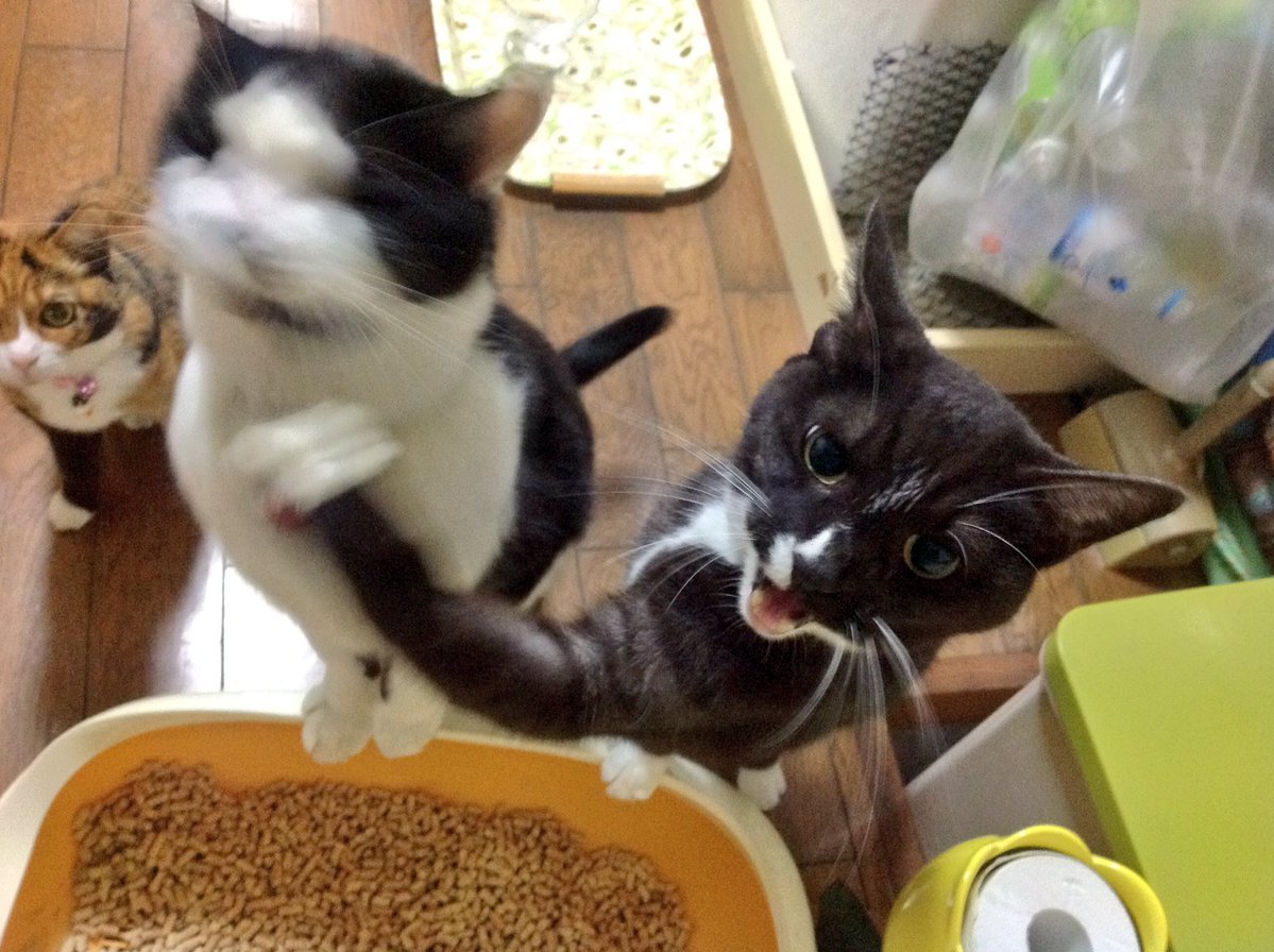動物,犬,猫,しつけ,飼い方,育て方,病気,健康