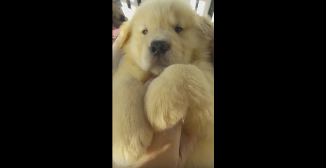 動物,犬,猫,しつけ,飼い方,育て方,病気,健康
