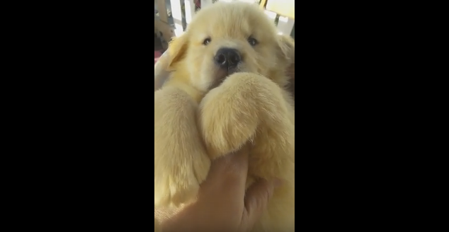 動物,犬,猫,しつけ,飼い方,育て方,病気,健康