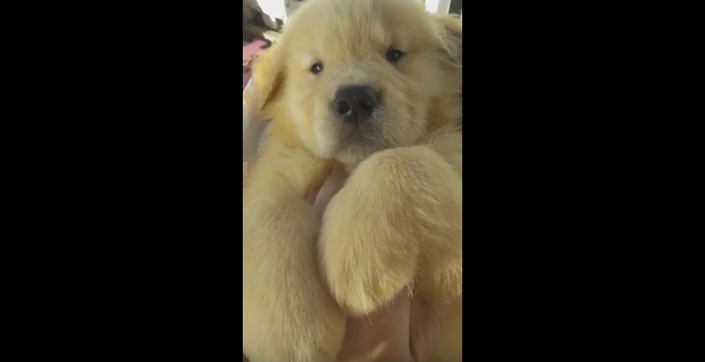 動物,犬,猫,しつけ,飼い方,育て方,病気,健康