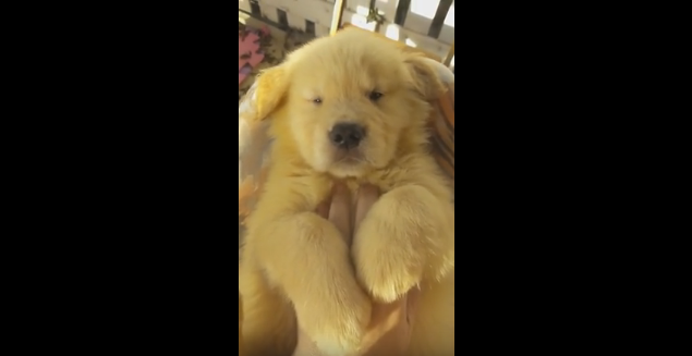 動物,犬,猫,しつけ,飼い方,育て方,病気,健康