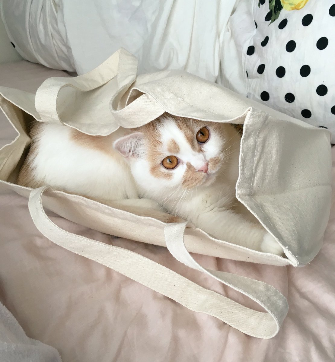 動物,犬,猫,しつけ,飼い方,育て方,病気,健康