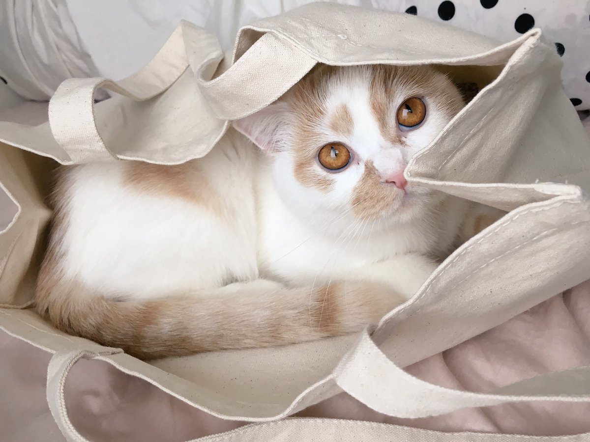 動物,犬,猫,しつけ,飼い方,育て方,病気,健康